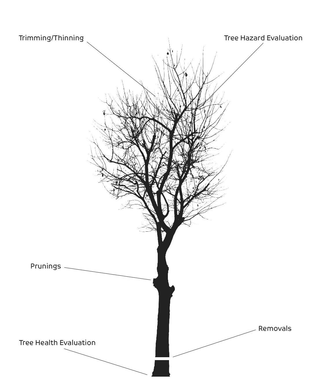 Tree care services