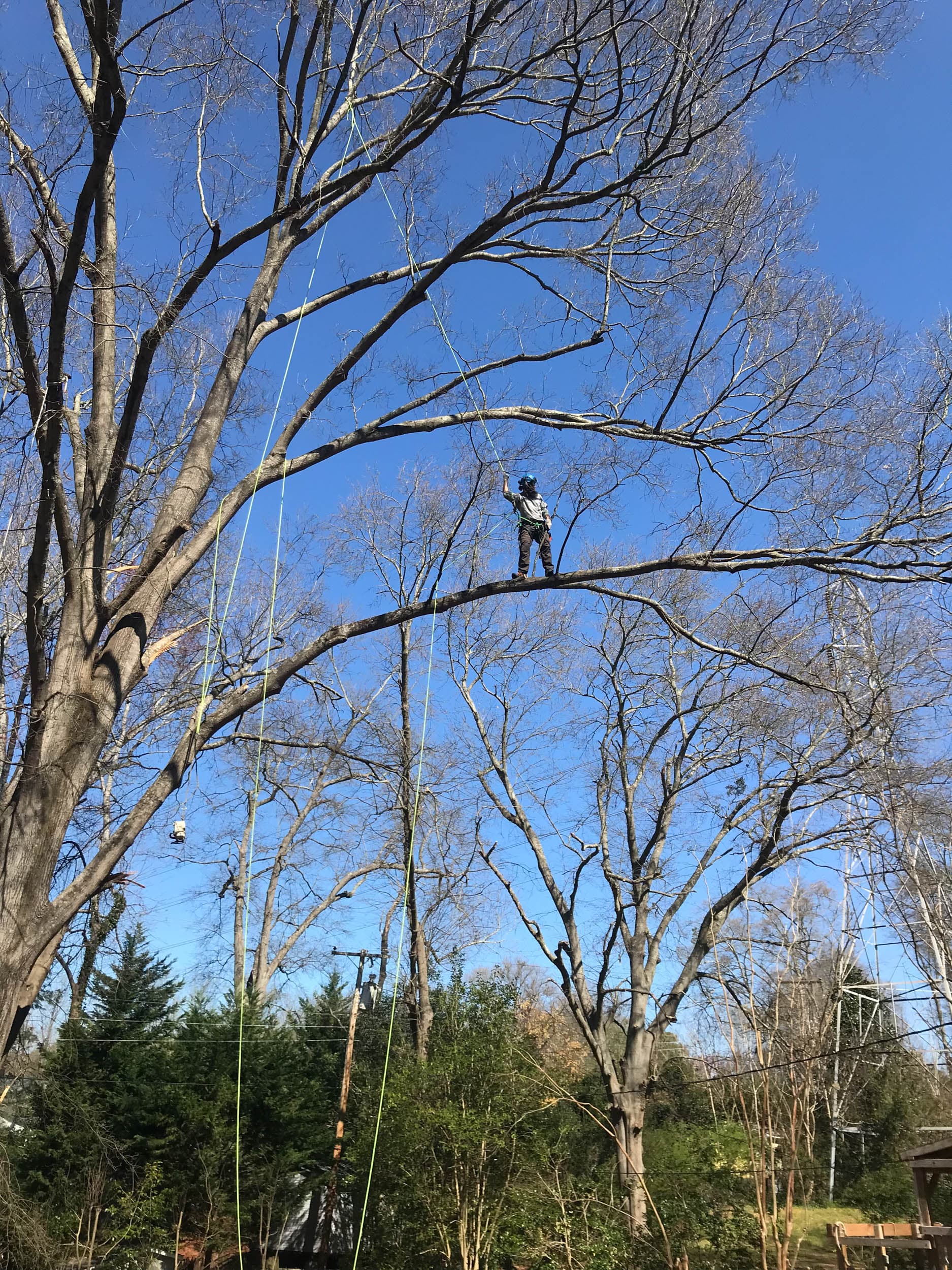 Gage Stone, arborist at Green River Arborists